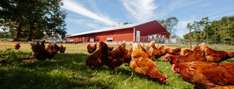 Vital Farms Joins Stockperks to Launch Their Shareholder Benefits Program